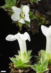 Veronica ciliolata subsp. fiordensis. Male flowers. Scale = 1 mm.
 Image: P.J. Garnock-Jones © Te Papa CC-BY-NC 3.0 NZ